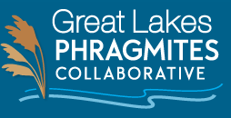 The Great Lakes Phragmites Collaborative logo