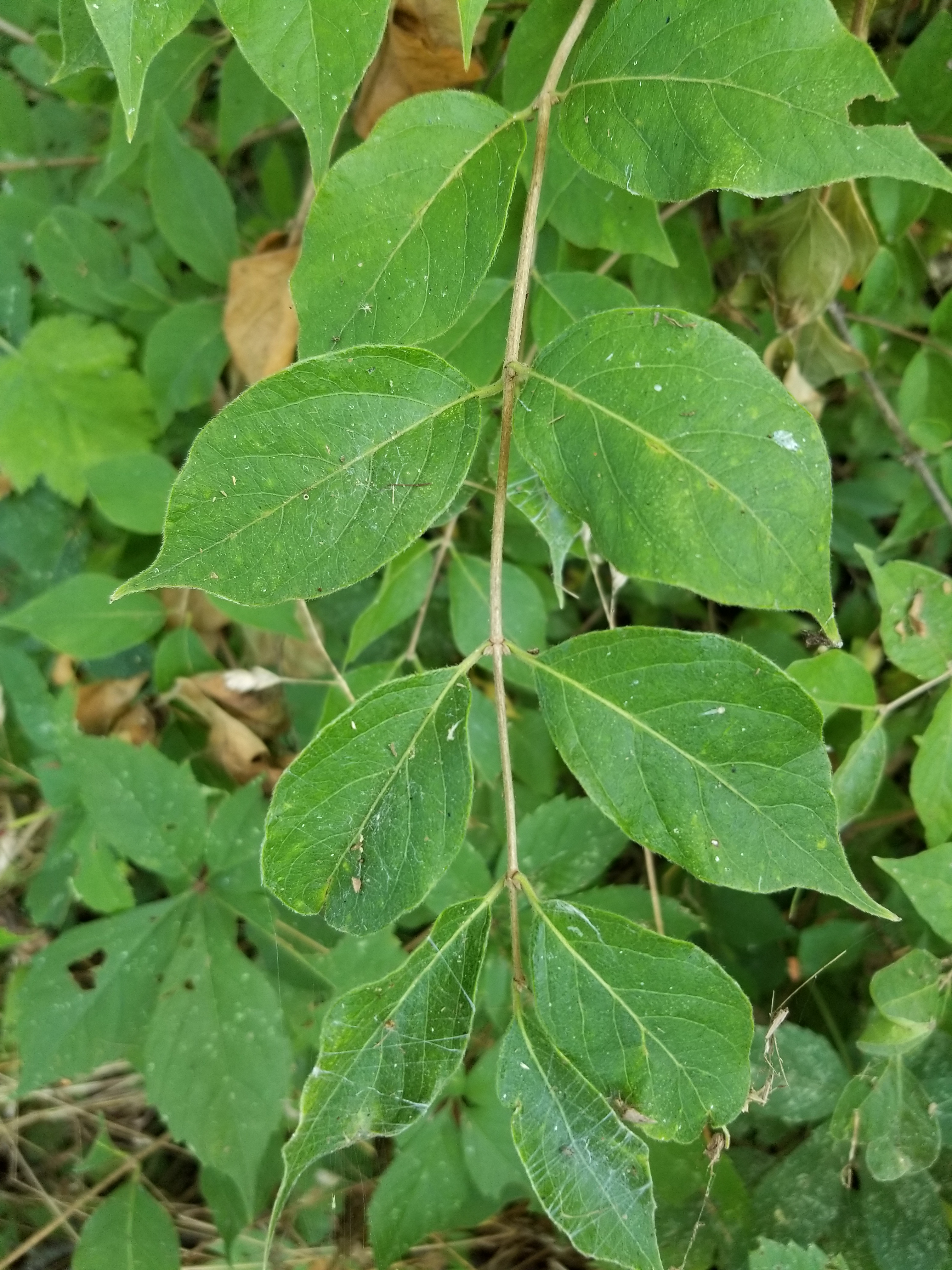 Amur honeysuckle leaves