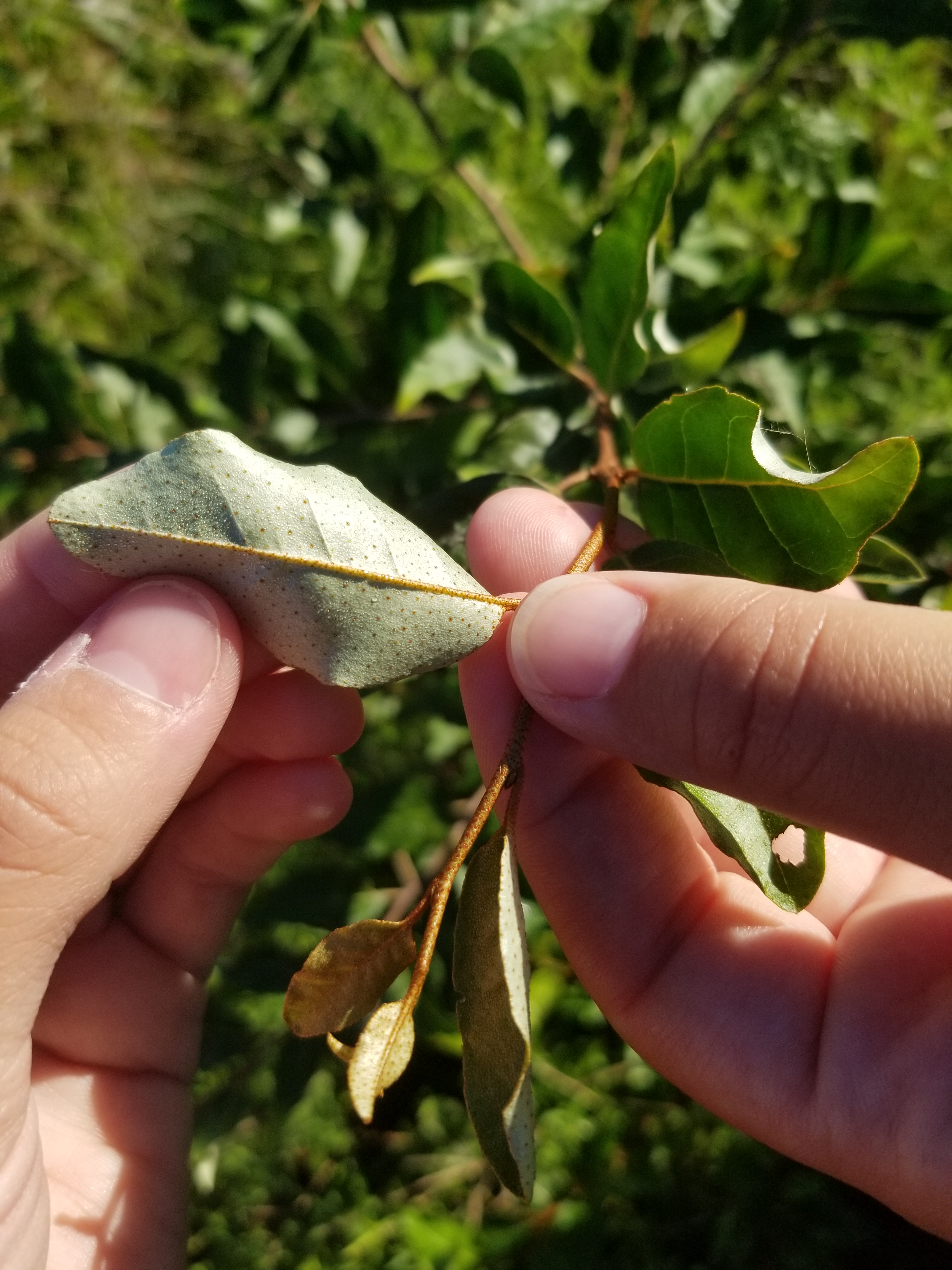 Autumn olive underleaf and leaves and stem