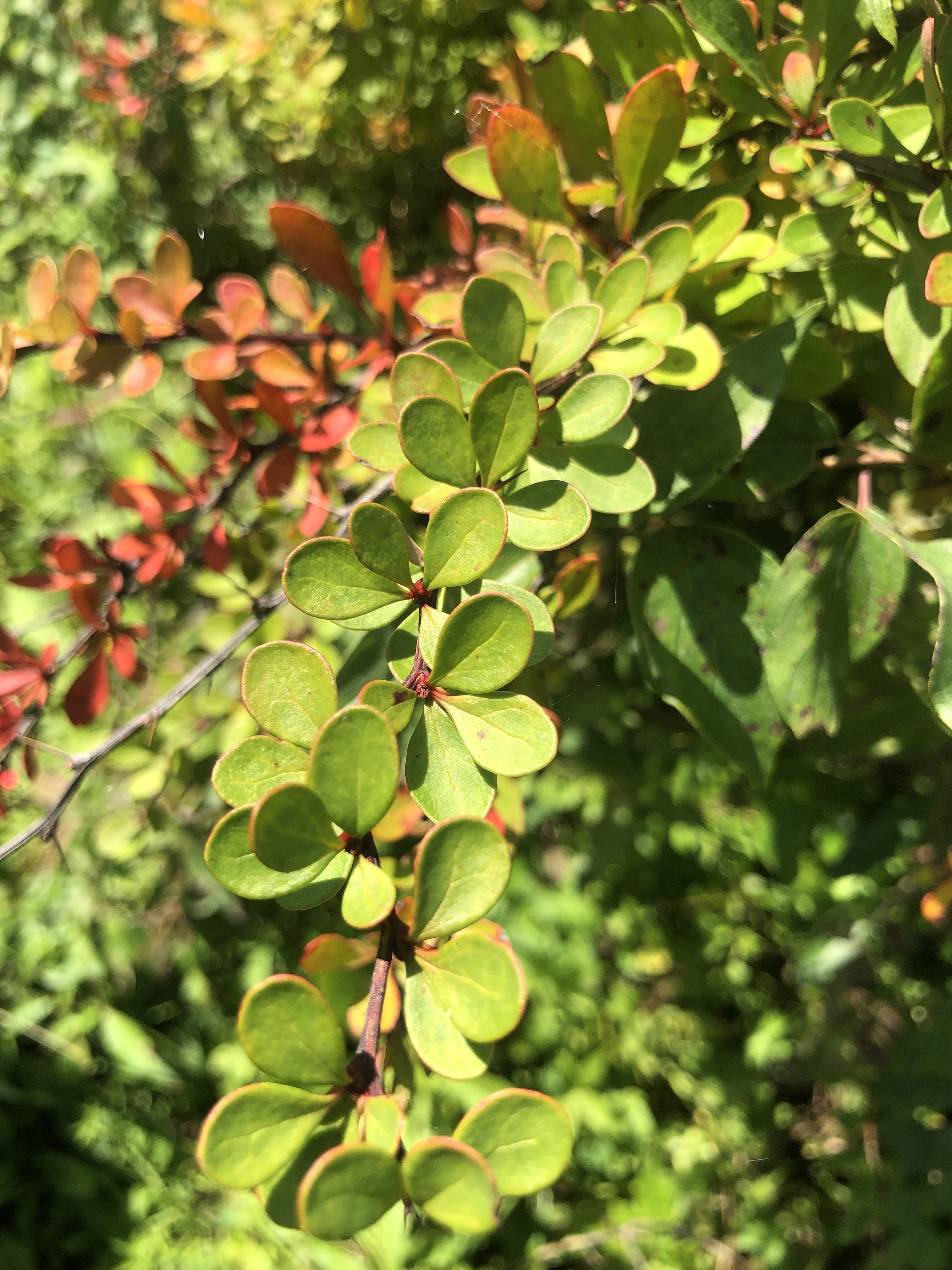 Japanese barberry leaves