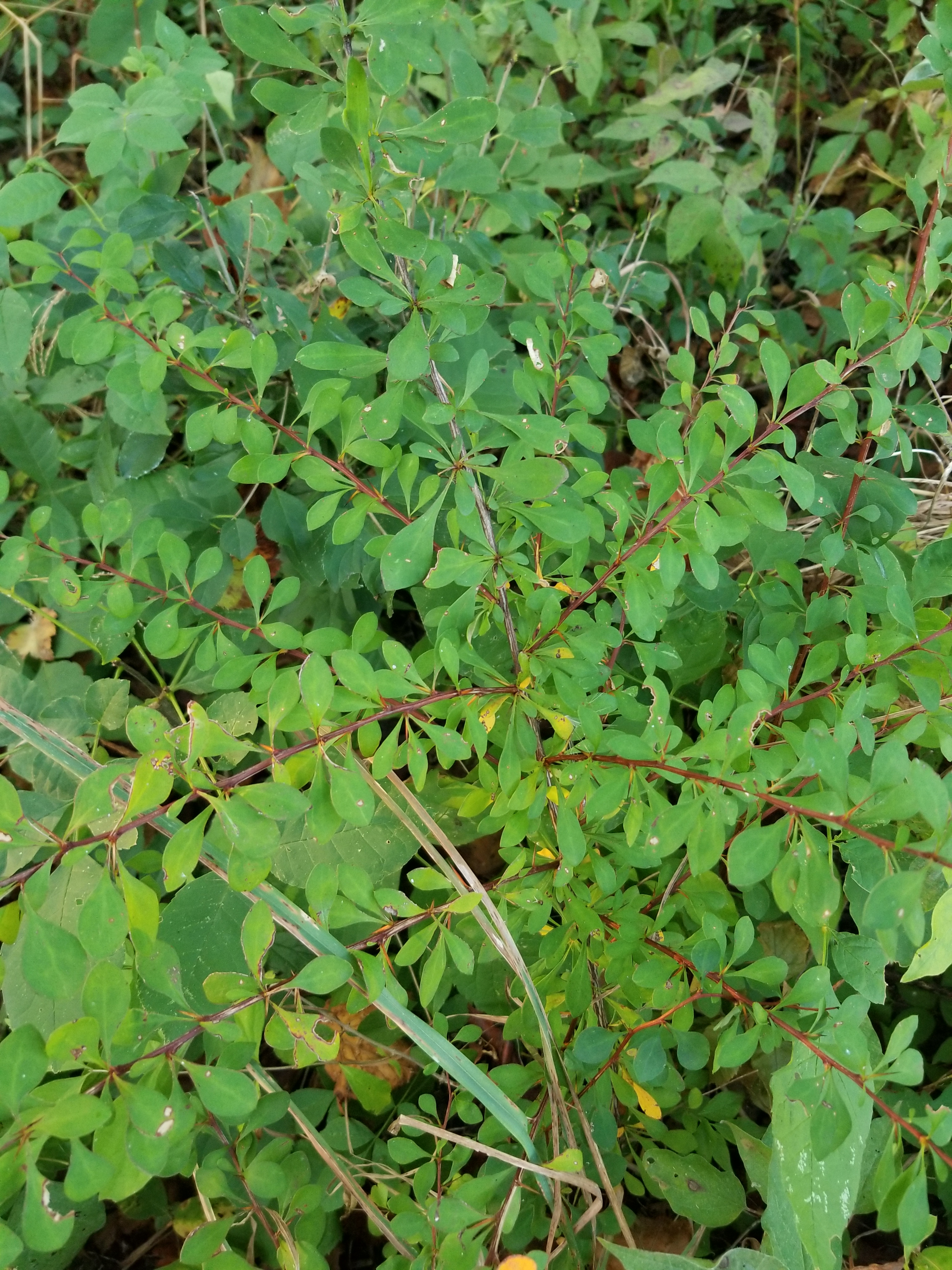 Japanese barberry leaves and stem