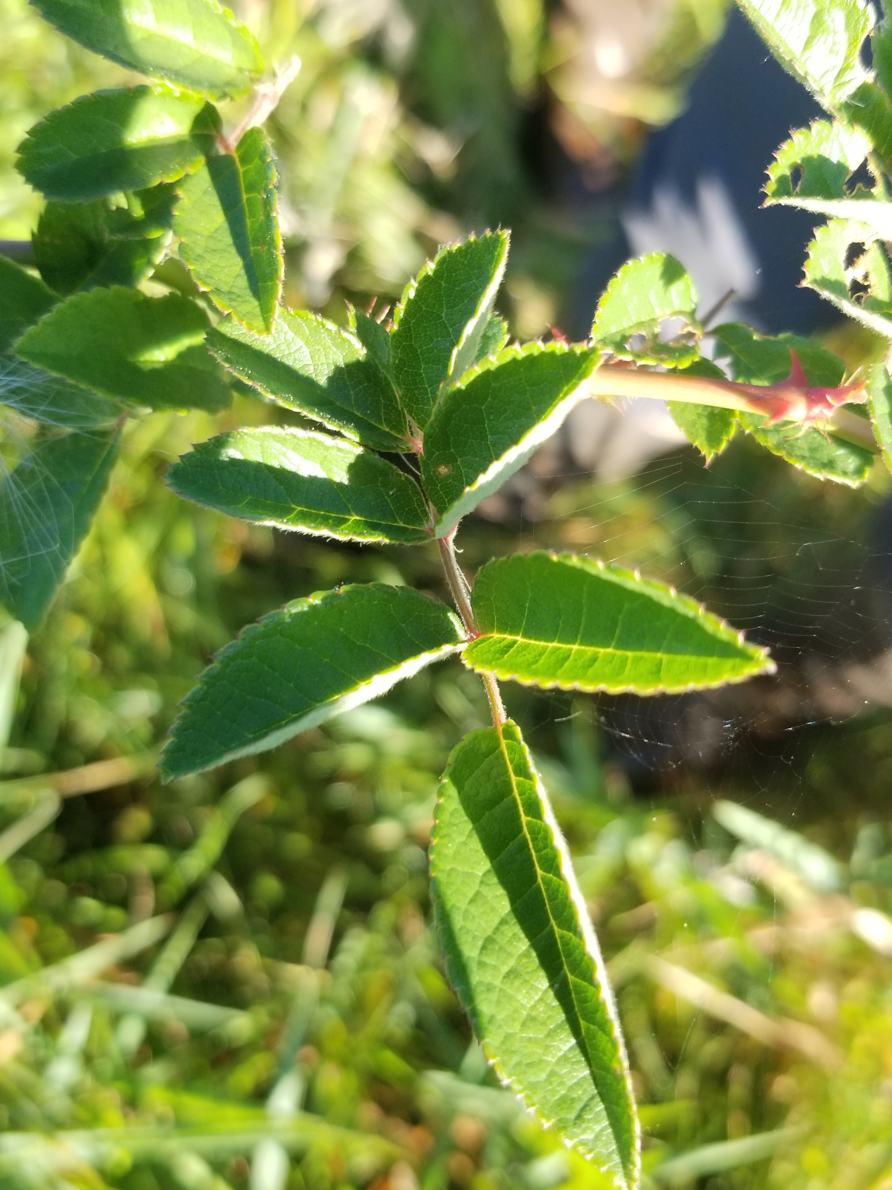 Multiflora rose leaves