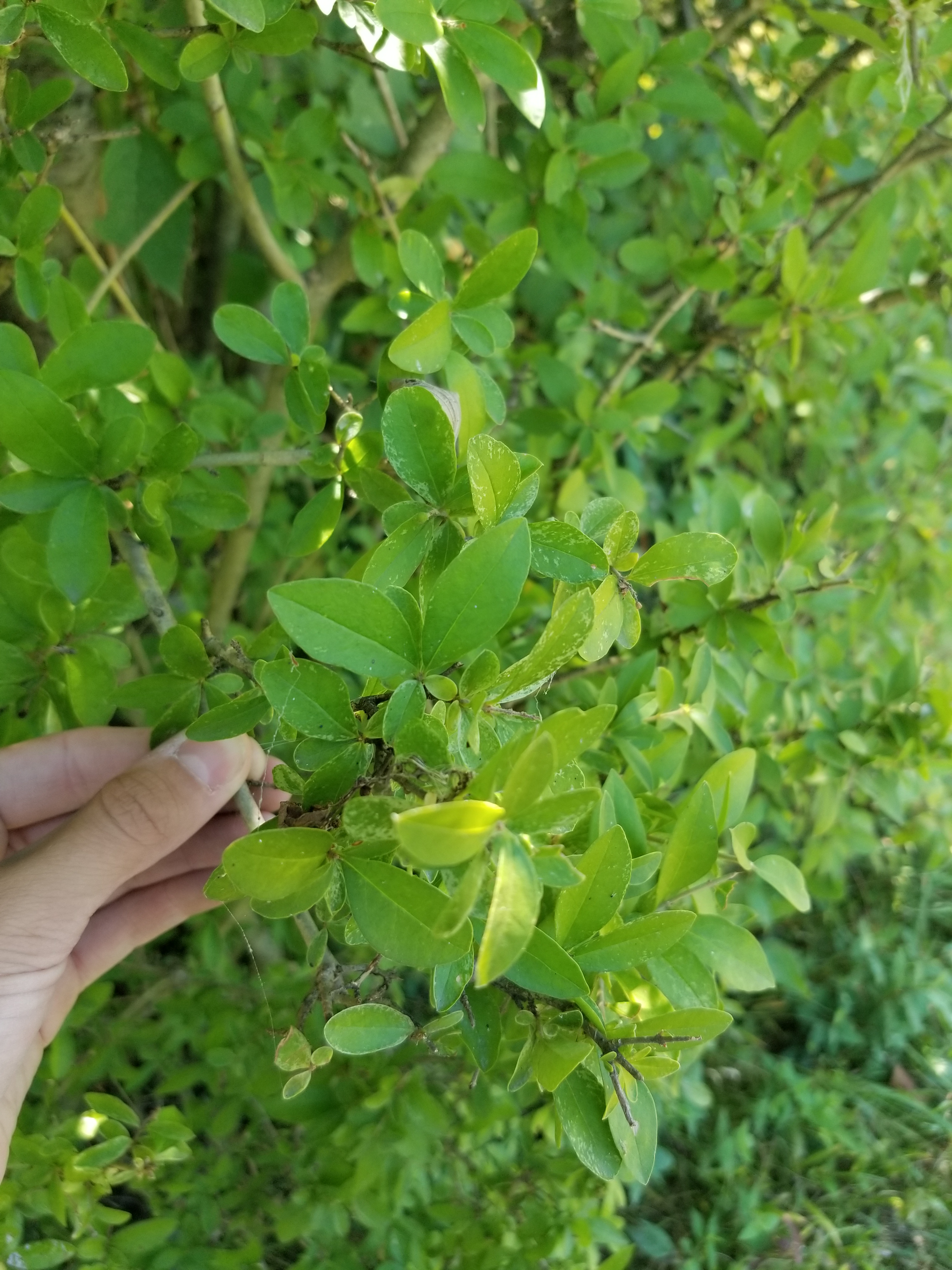 Common privet leaves and stem