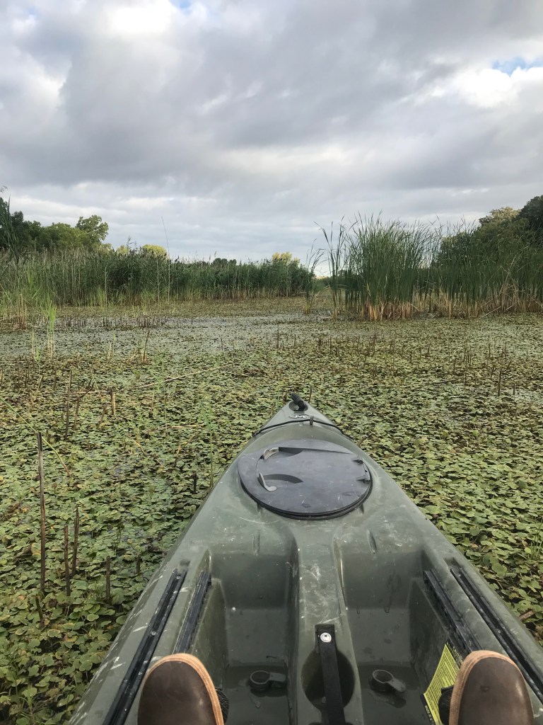 A kayaker rests atop a monoculture of European frog-bit, an emergent-aquatic invasive plant species.