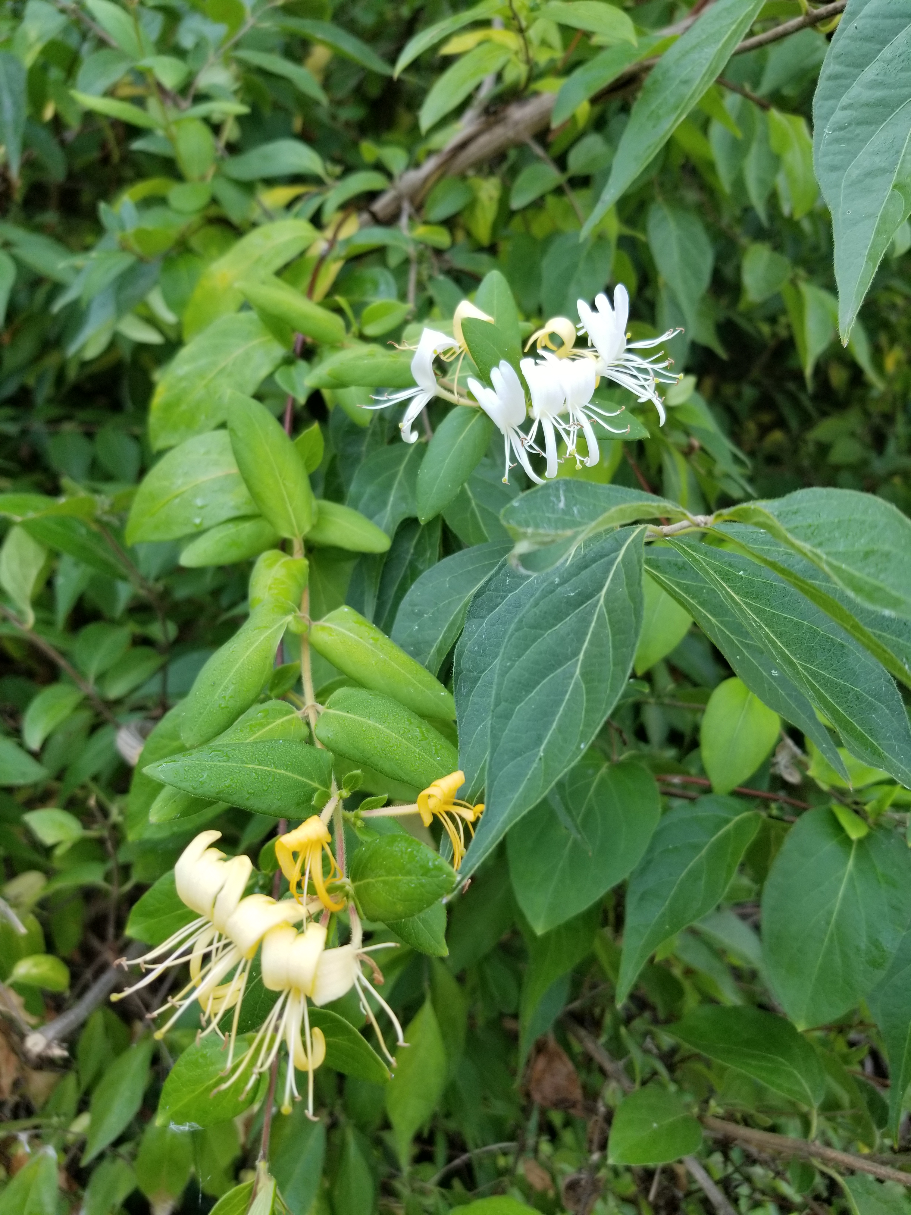 Japanese honeysuckle vine growing atop an Amur honeysuckle tree.